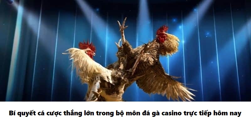 Bí quyết cá cược thắng lớn trong bộ môn đá gà casino trực tiếp hôm nay